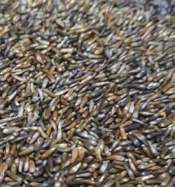 NIGER SEEDS – НУГ АБИССИНСКИЙ
